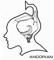 Andorian brain.jpg